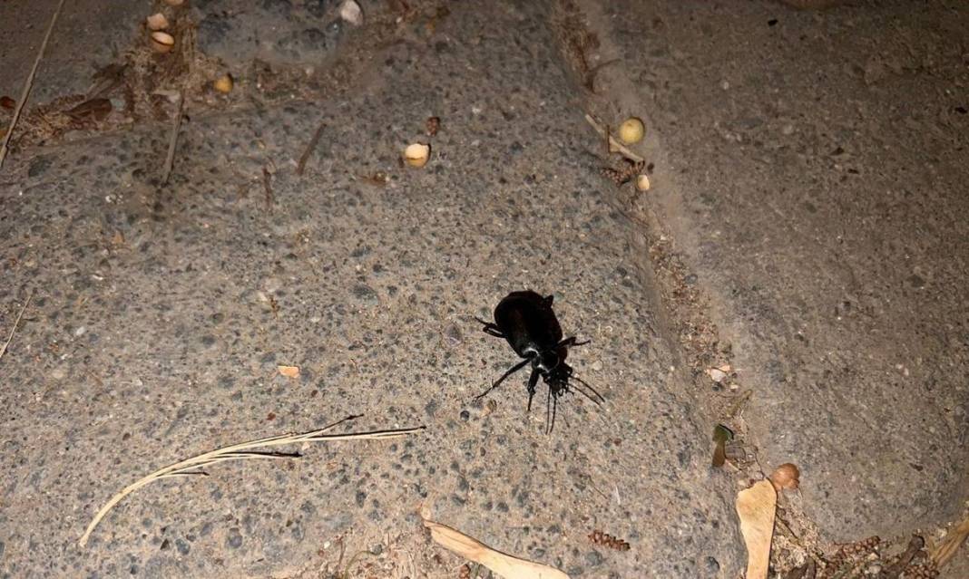 O illerde yaşayanlar dikkat: İstila başladı! Hava kararınca ortaya çıkıp evlerin içine kadar giriyorlar! 7